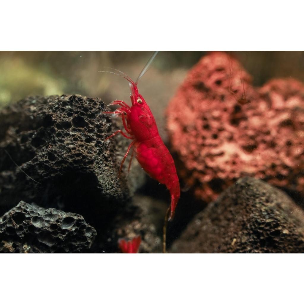 

Udang Bloody Marry/Pembersih Alga Aquascape/Udang Hias Aquascape