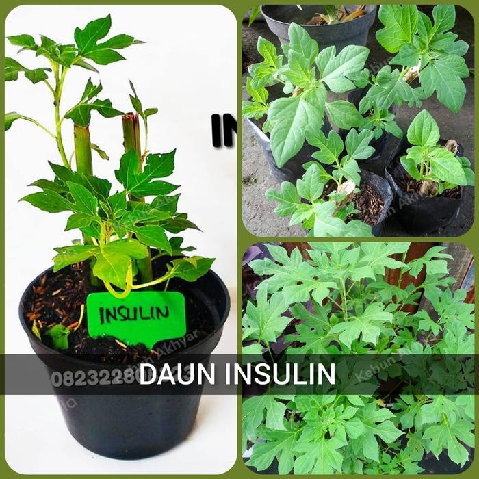 

Daun Insulin Tanaman Herbal Bibit Daun Insulin Tanaman Obat Diabetes