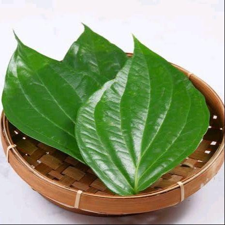 

Daun Sirih Segar Asli 500 Gram Herbal Alami