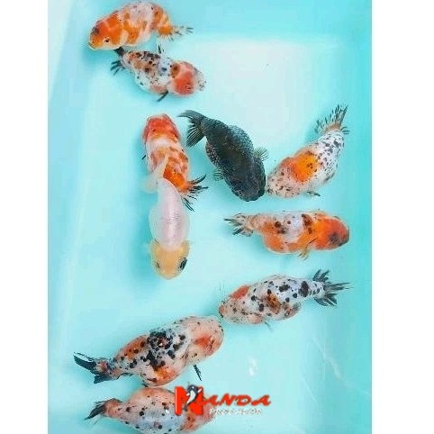 rancu sapi / rancu calico 6-7 cm/ ikan mas koki ranchu sapi berkualitas