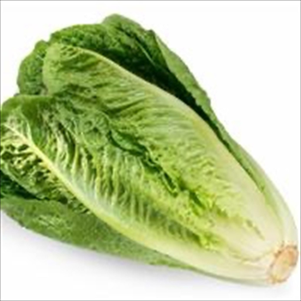

SELADA ROMAINE FRESH 250 GR