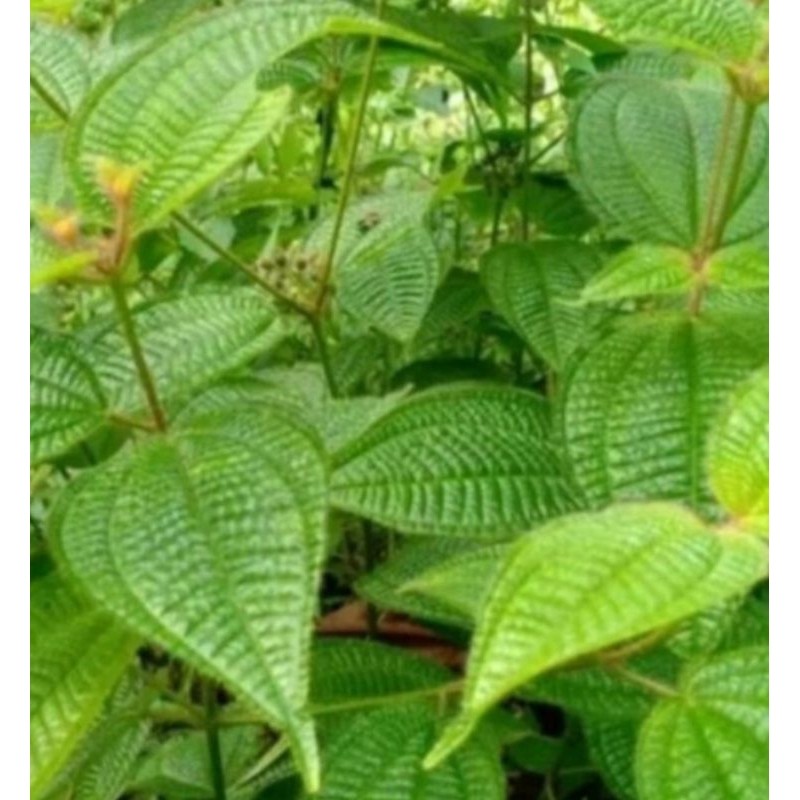 

daun harendong segar