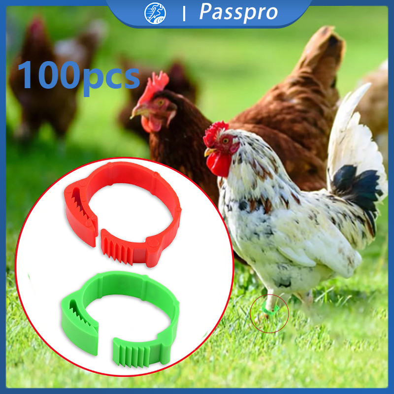 Cincin Ayam 100pcs Gelang Ayam Ring Kaki Ayam Gelang Ayam Unggas Gelang Kaki Ayam Aduan