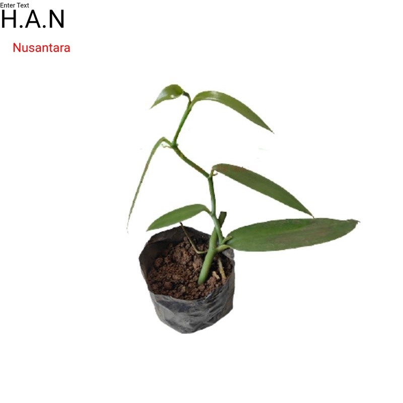 Bibit vanili 1 ruas cut vanilla paneli vaneli vania kualitas unggul