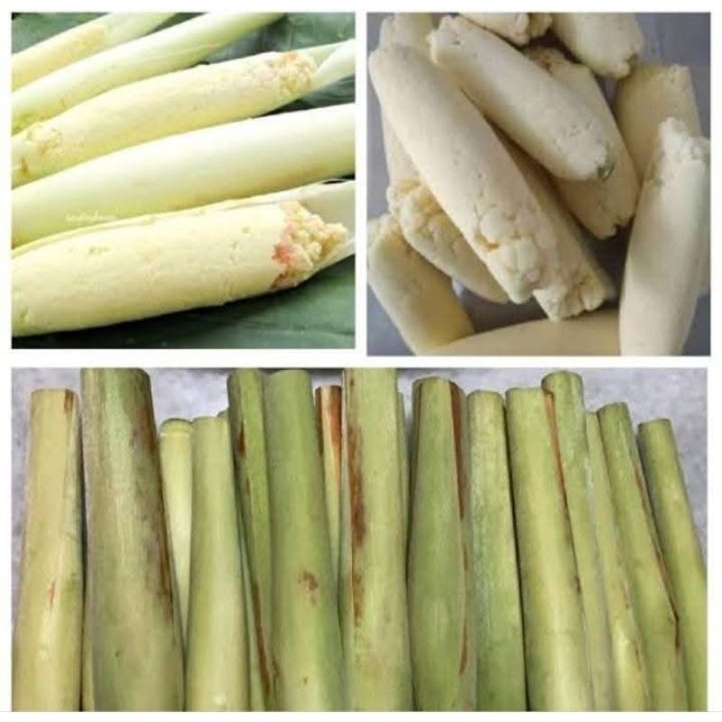 

500 gram terubuk/telur tebu segar K. D J.Y.A