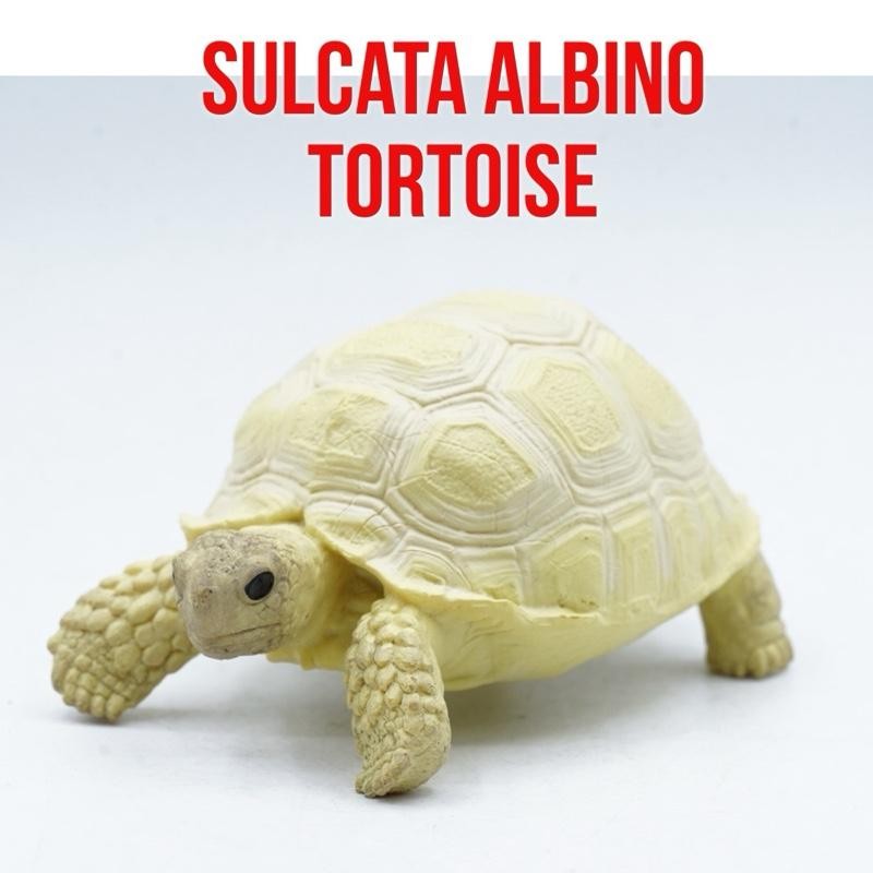 Albino Sulcata Tortoise Giant Tortoise Kura Kura Darat Raksasa Sulkata Albino Centrochelys sulcata M