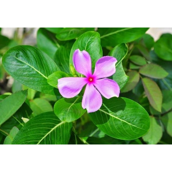 

Daun/godong Tapak Dara - Obat kanker