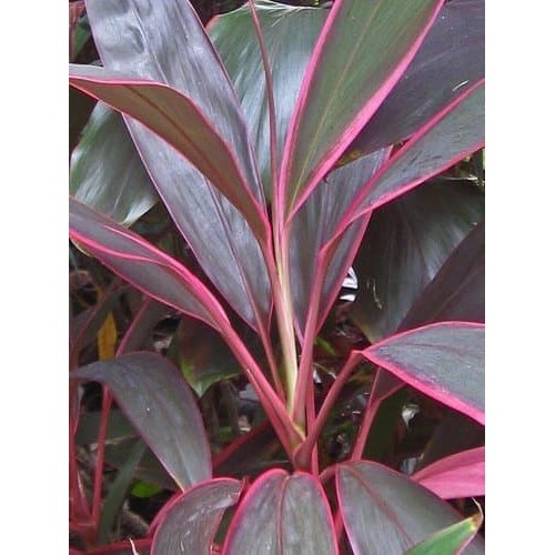 

Daun Hanjuang - Obat TBC dan diare