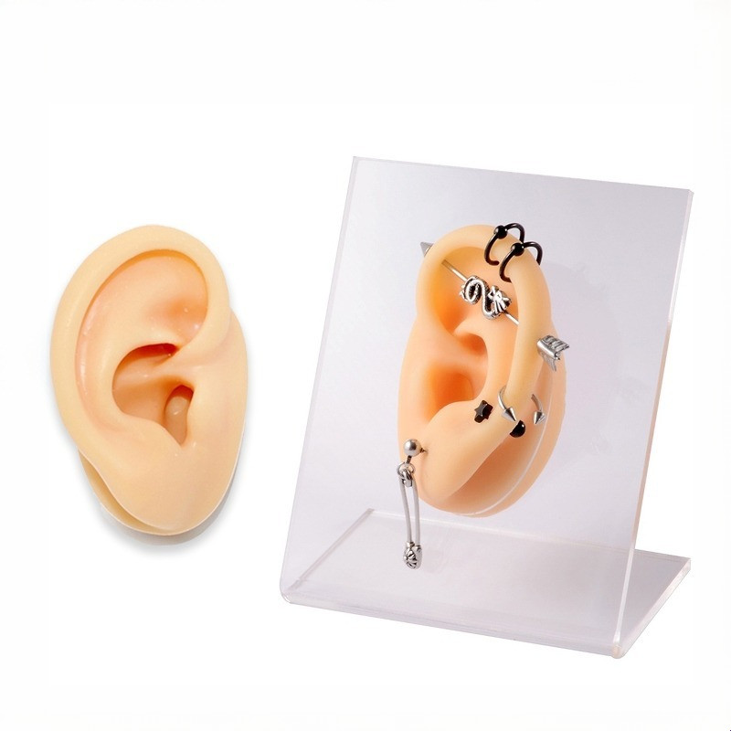 Alat Bantu Mengajar Model Telinga Manusia Palsu Bahan Silikon Dapat Digunakan Kembali cocok Untuk Di