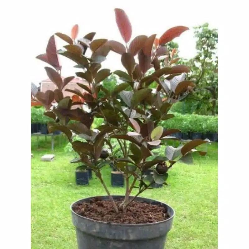 

jambu biji Australia super