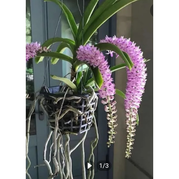 Siap berbunga anggrek ekor tupai dewasa