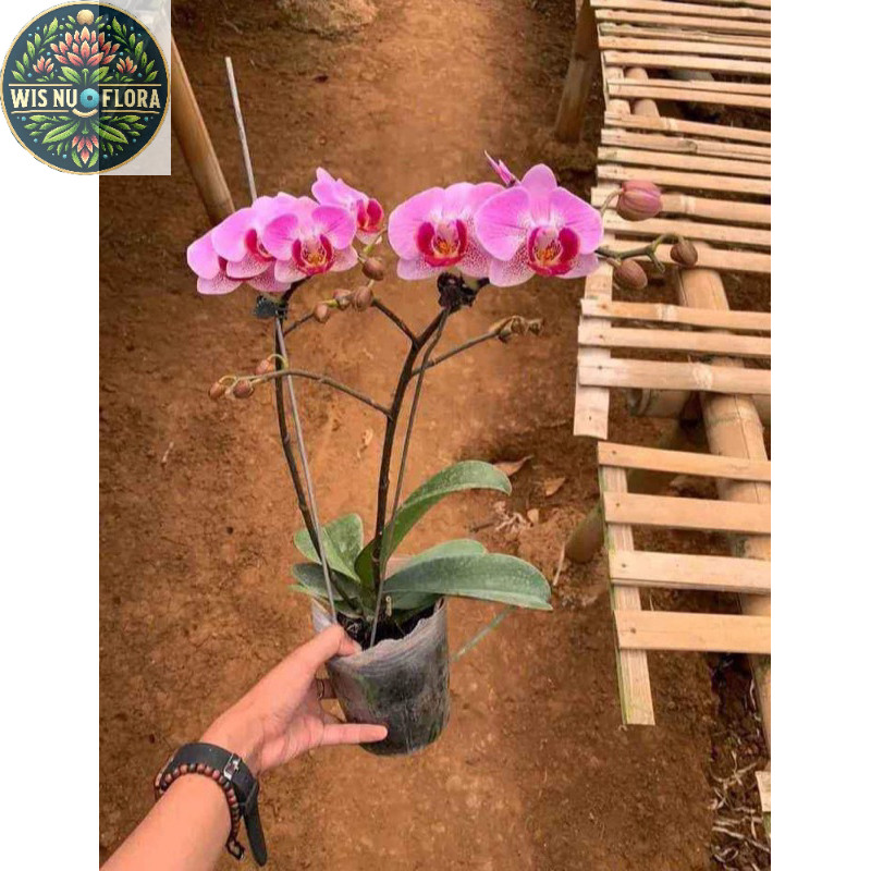 anggrek bulan bunga ungu