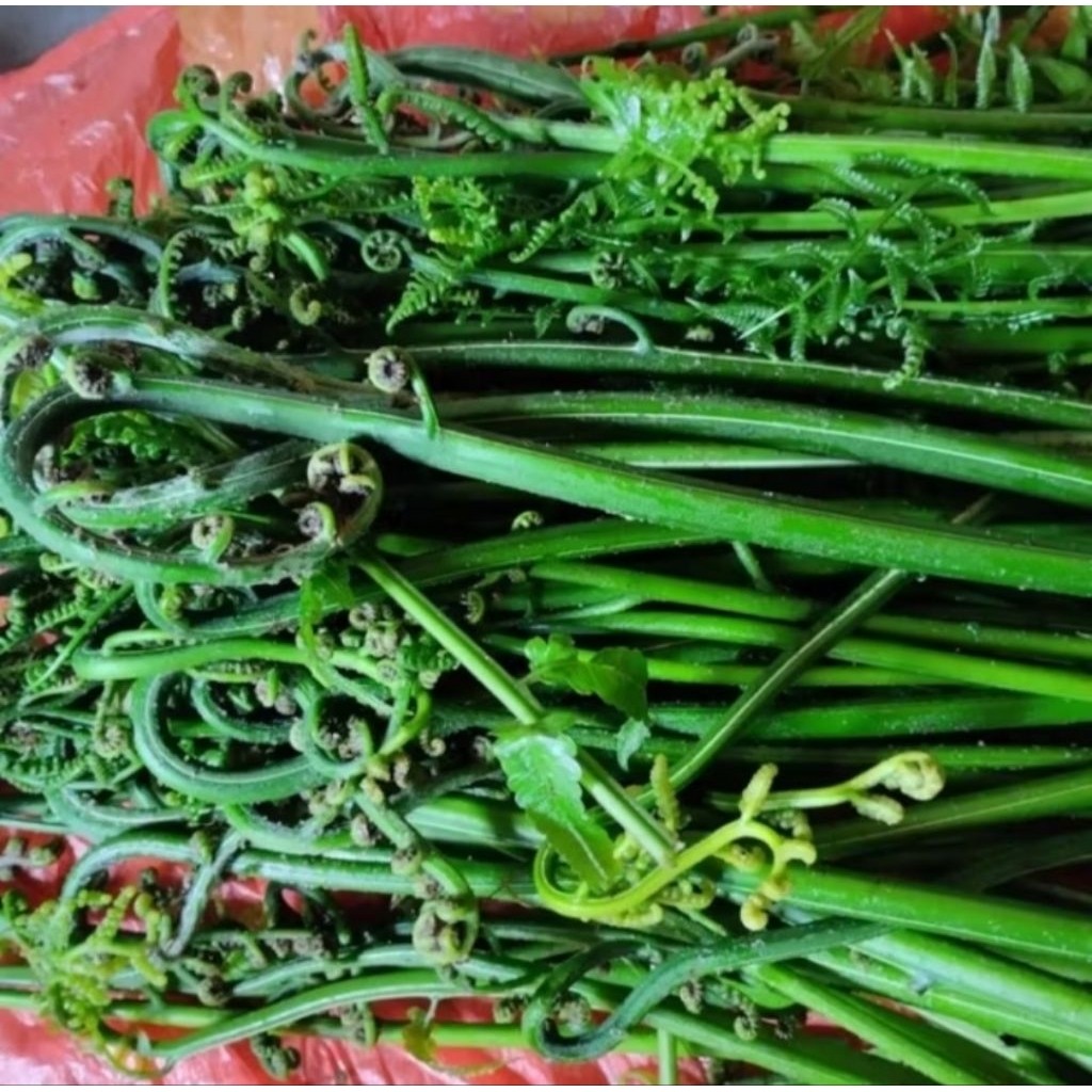 

500 gram pakis sayur segar dan press baru di petik pakis sayur mantap berkualitas