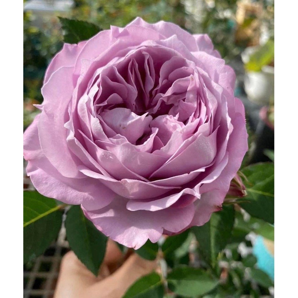 Tanaman Hidup Bunga Mawar DOLCETTO Berbunga Wangi & Bergaransi - Bunga Mawar Impor Hidup Dolcetto