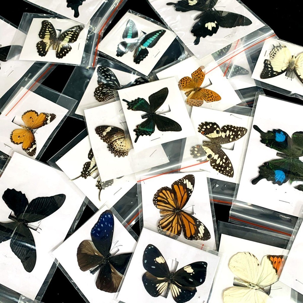 10Pcs Natural Real Natural Unmounted Butterfly Specimen Artwork Material Colorful Mixed Le Papillon 