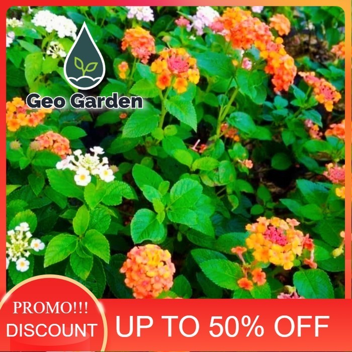 tanaman lantana bunga putih siap - pohon lantana bunga putih - oren
