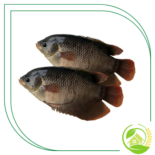 

Ikan Gurame Hidup 1Kg