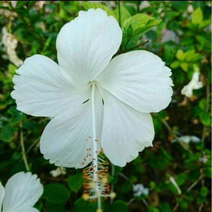 Bibit tanaman kembang sepatu bunga putih - Pohon kembang sepatu putih