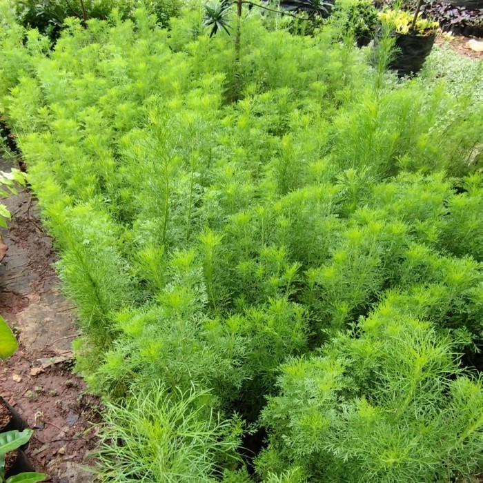 tanaman hias cemara air pohon pagar | pohon Cemara air pagar