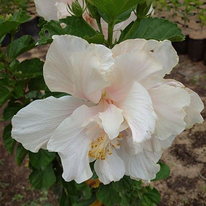 POHON KEMBANG SEPATU BUNGA TUMPUK PUTIH/TANAMAN HIAS KEMBANG SEPATU