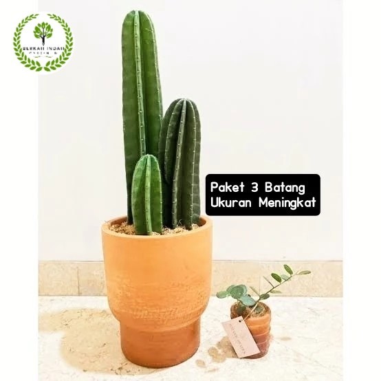 

PAKET 3 Tanaman Hias Kaktus Koboy Tanaman Hidup Cactus Belimbing Murah
