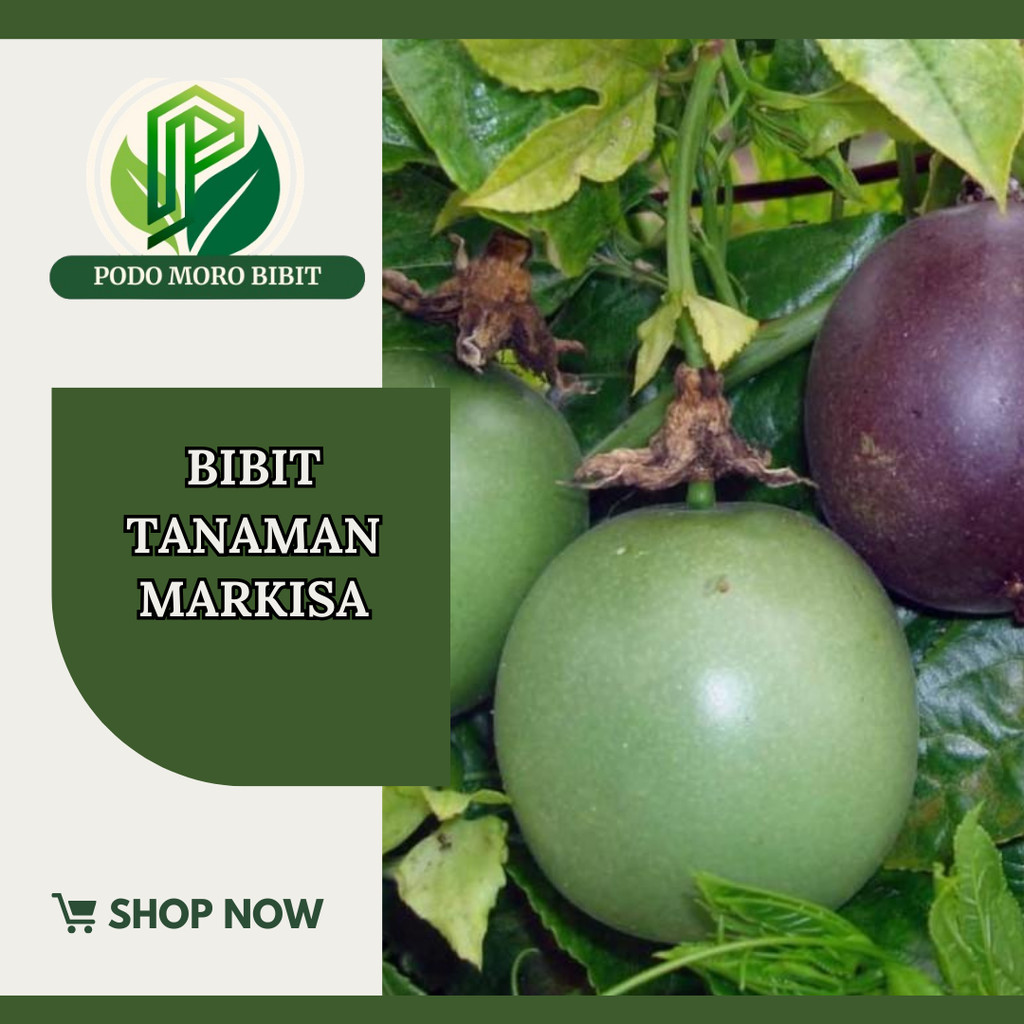 Bibit Markisa Kuning Manis Super Legit