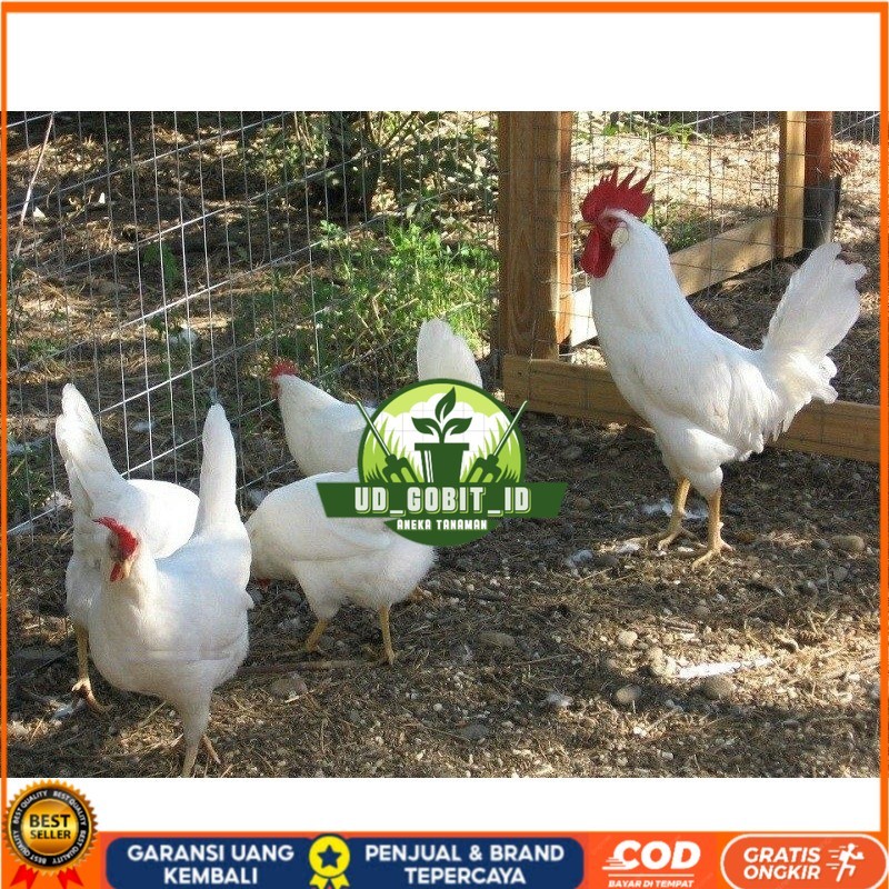 

TELUR AYAM ARAB WHITE UNTUK DI TETASKAN UD_GOBIT_ID