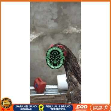 

Shamo Eropa Kelabu .Terlaris asli 100% UD_SUPER_UNGGUL_ID