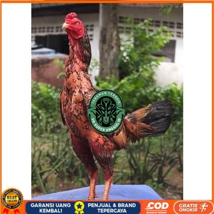 

Telur ayam bangkok shamo brazil / ayam petarung aduan siap ditetaskan UD_SUPER_UNGGUL_ID