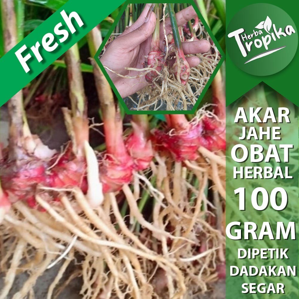 

Akar jahe segar 100 gram ( Hanya akar ) obat herbal alami toko herba tropika