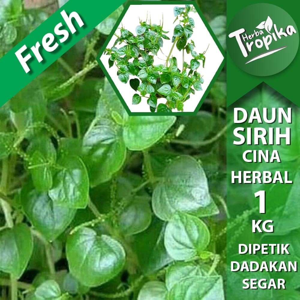 

Daun Sirih cina / suruhan / ketumpang air segar 1 kg Herbal Alami toko herba tropika