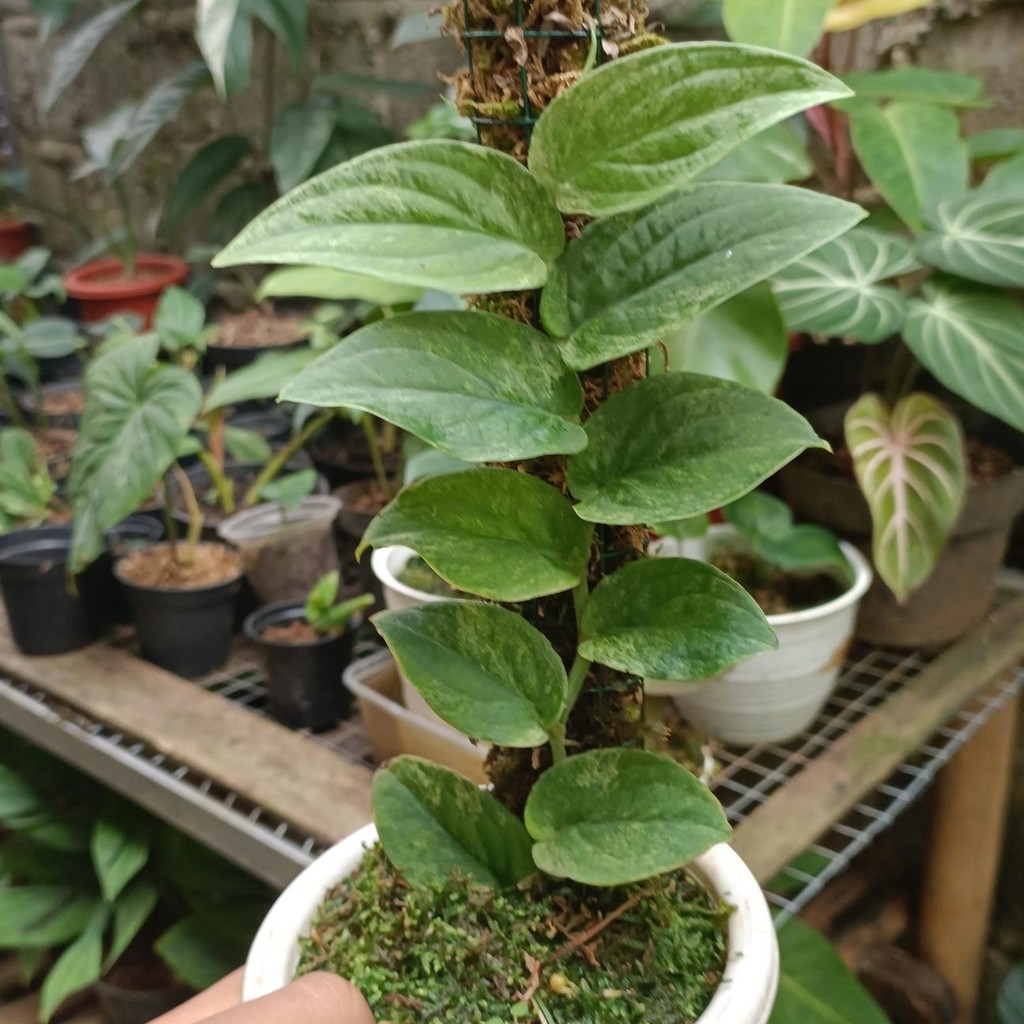 Tanaman hias Rhaphidophora korthalsii variegata - Tanaman hias koleksi