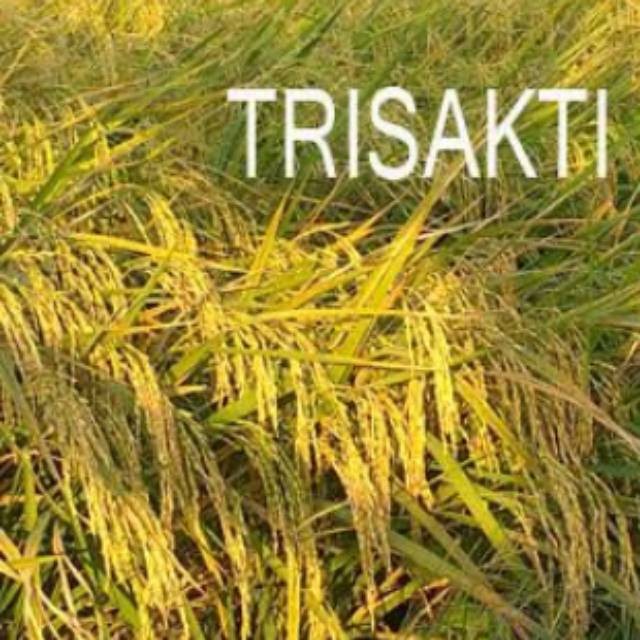 Benih padi genjah padi unggul padi Trisakti usia panen 70 hst kemasan 5kg