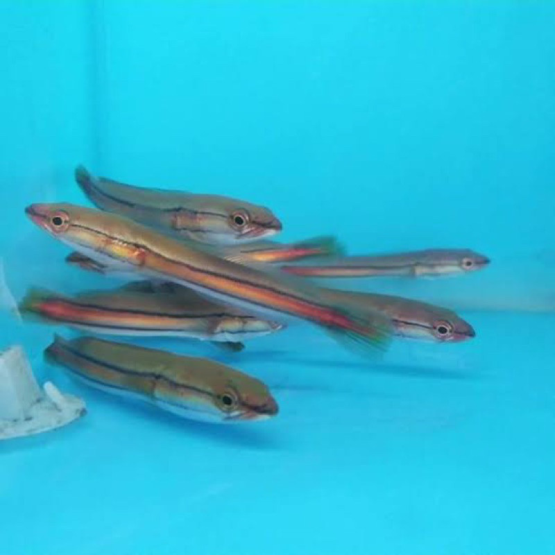 Hiasan beby toman 6/8cm gabus toman -hiasan aquarium