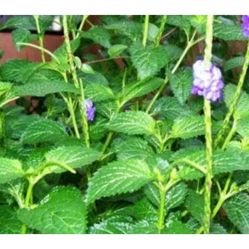 

Daun pecutan kuda kuda (jarong) herbal 350 gram Herbal COD