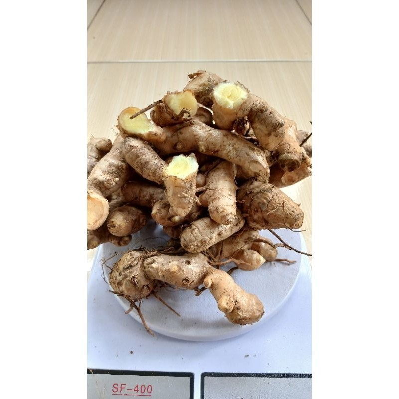 

Kunyit mangga segar 1kg (temu mangga curcuma zedoaria)