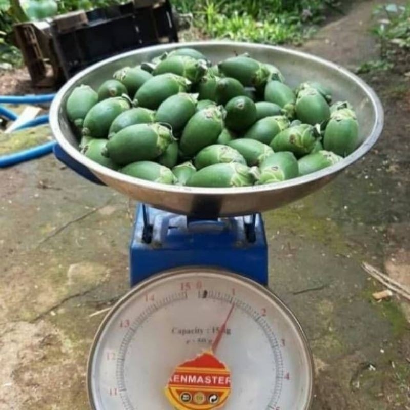 

Pinang Muda / Jambe Muda Berkualitas 1 Kg