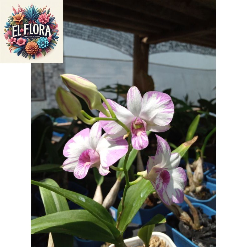 Anggrek dendrobium enobi