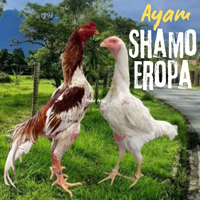 

telur ayam shamo eropa ori petarung bisa untuk di tetaskan