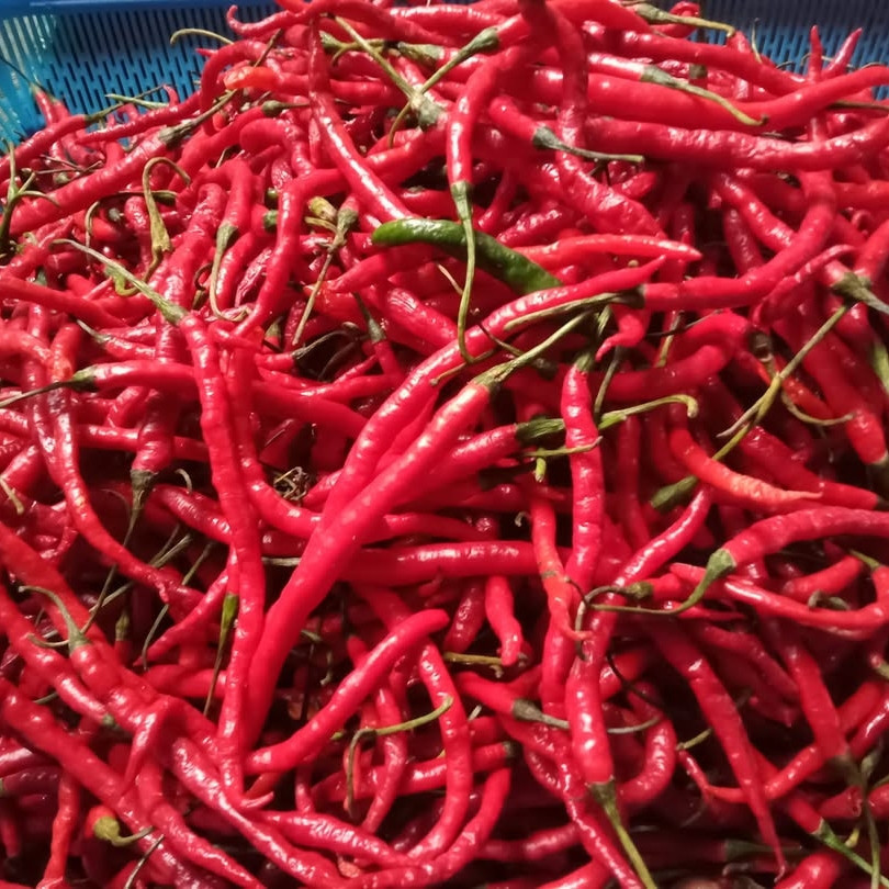Paket Cabe merah keriting 1 kg fress / cabe merah lokal padang petikan petani