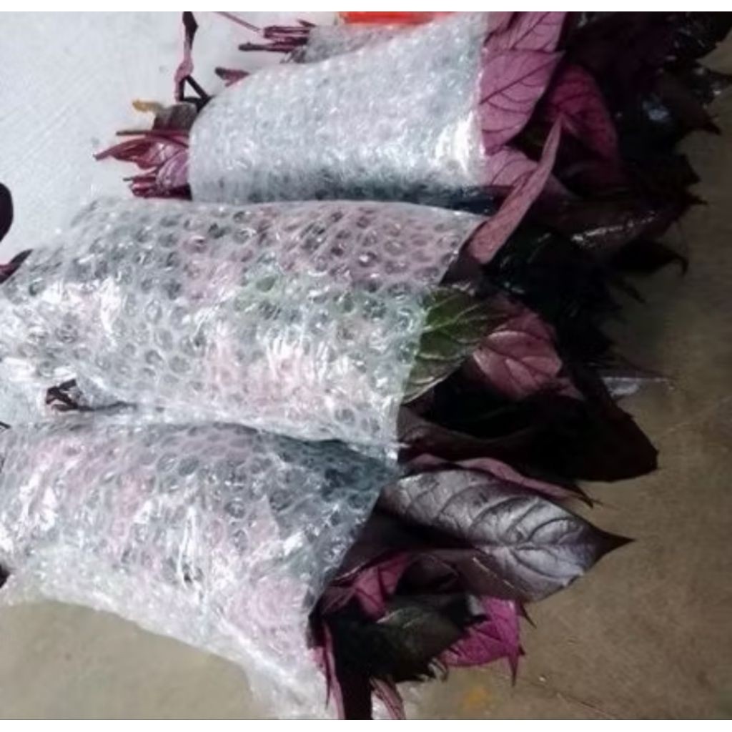 

25 Lembar daun ungu fresh/daun handeleum Termurah obat alami ambien/wasir terlaris