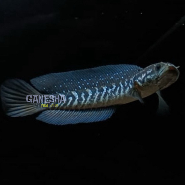hiasan aquarium Asiatica ws 8-10 cm gondrong dekorasi