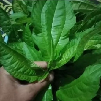 

Makanan sehat dengan daun lalapan pohpohan 500gram