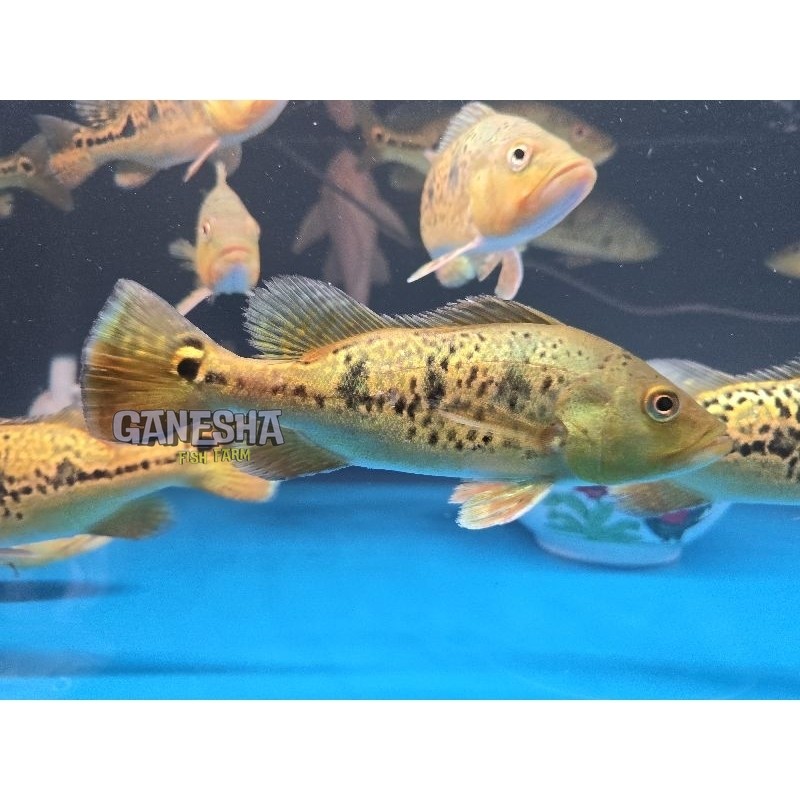 Ikan Hias Pbass Kelbery 7-8 cm kelberi