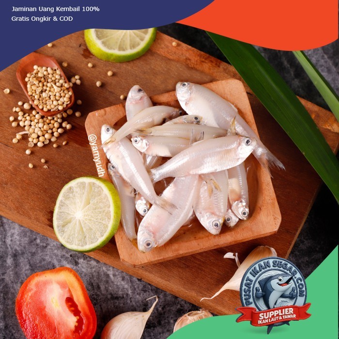 Ikan Wader Laut Segar 1kg - Fresh from Fishery - Kirim Cepat Bantul & Sekitarnya - Tanpa Pengawet - 