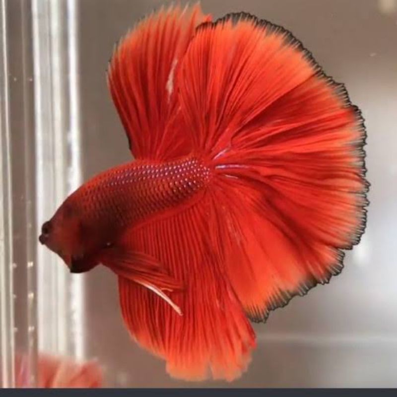 

stiker anomali hiasan cupang halfmoon L bergaransi