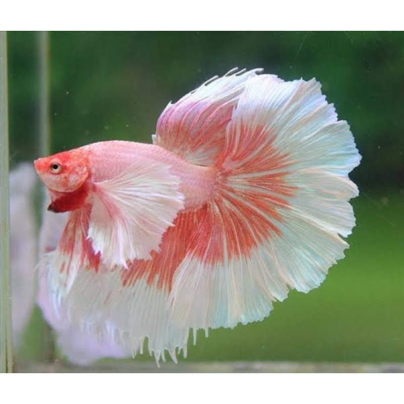 

stiker anomali cupang hm dumbo ear, sangat istimewa, jantan ekor lebar