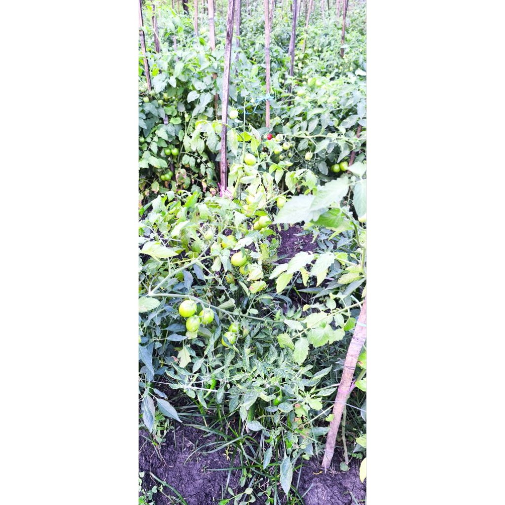 

tomat hijau segar / Tomat segar / tomat fresh Terlaris