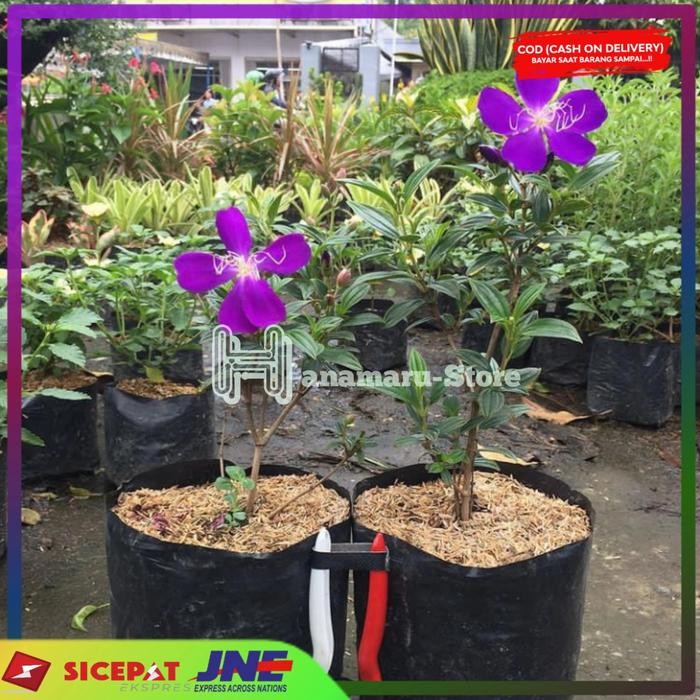 Tanaman hias dan herbal senggani -Bibit senggani - Tanaman senggani