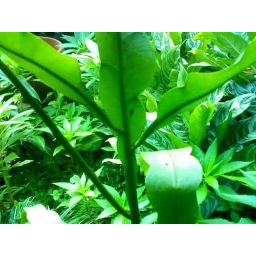 

Daun - Bunga Wijayakusuma